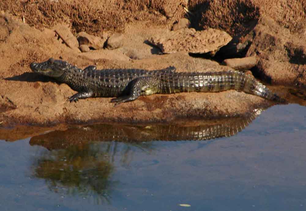 Caiman - parque nacional de Iguazu - Argentina 4.jpg